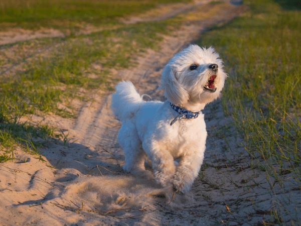 ¿Cómo hacer que mi perro deje de ladrar?: 3 consejos de un&nbsp;experto