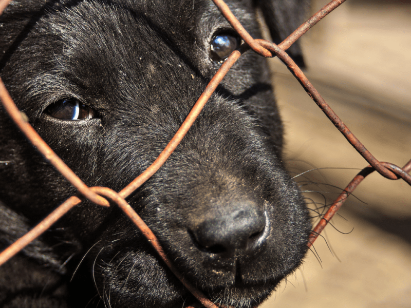 ¿Estás pensando en tener un perro? Todo lo que tenés que saber para elegir el que mejor se adapta a tu&nbsp;familia.